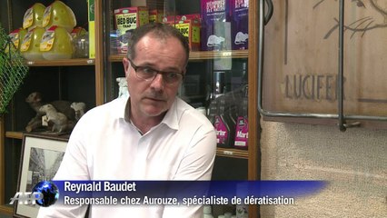 Les rats investissent le jardin des Tuileries à Paris