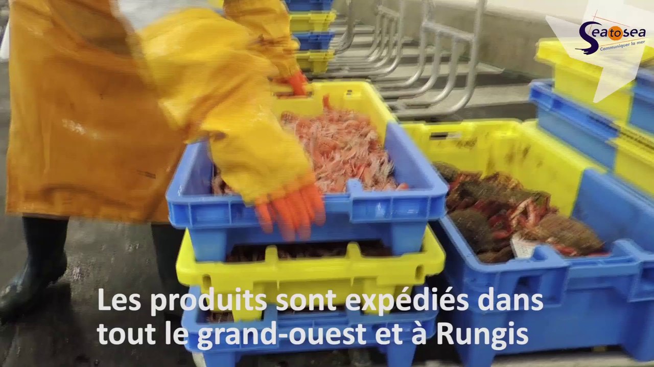 visite au port de pêche de Lorient-Keroman