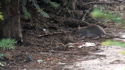 Les rats envahissent la pelouse des Tuileries