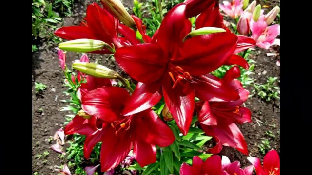 Red and white ... ...(music Ernesto Cortazar) ... ...