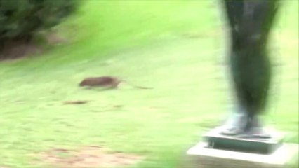 Les rats pique-niquent avec les touristes du Louvre