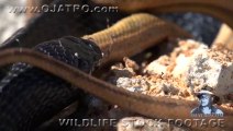 Indigo Snake Eats Rat Snake 01 Snake vs Snake