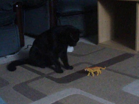 26th July 2014 Midnights penultimate day and he enjoys a few moments of play