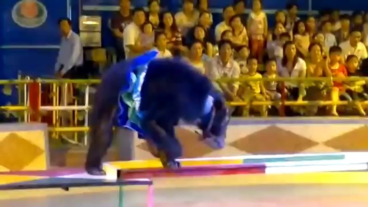 nhận múa lân - xiếc hề , múa rối , ảo thuật 0967 20 2222 dịch vụ tổ chức trung thu trọn gói