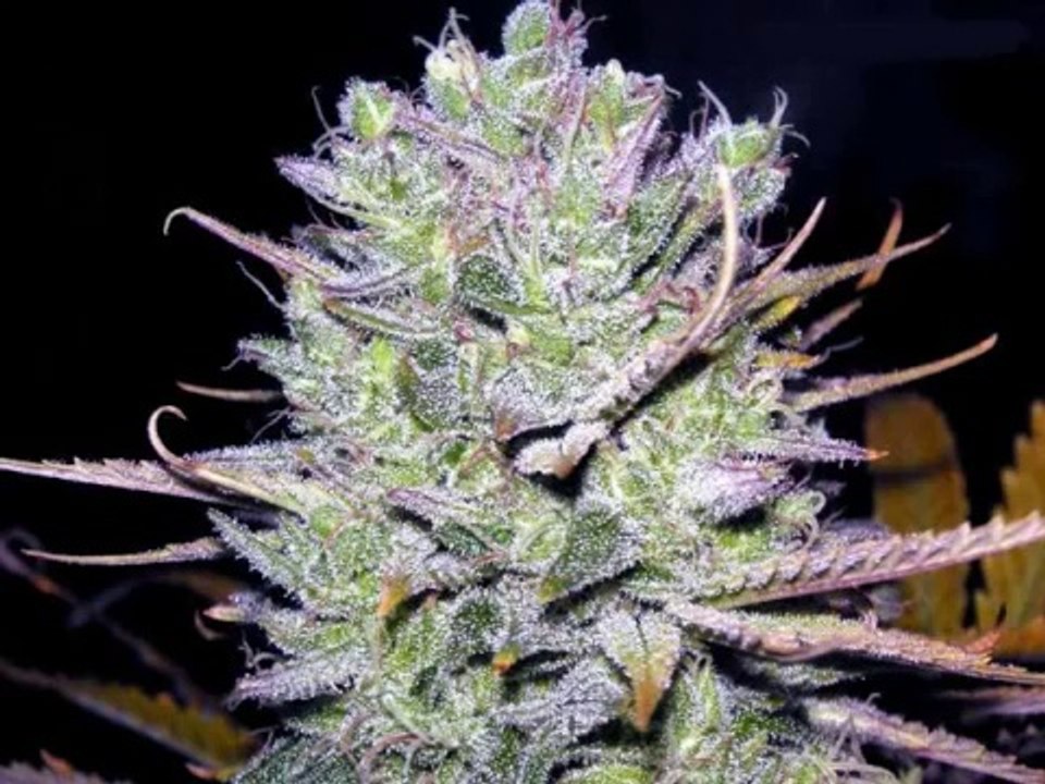 Andre Nickatina & Equipto - That