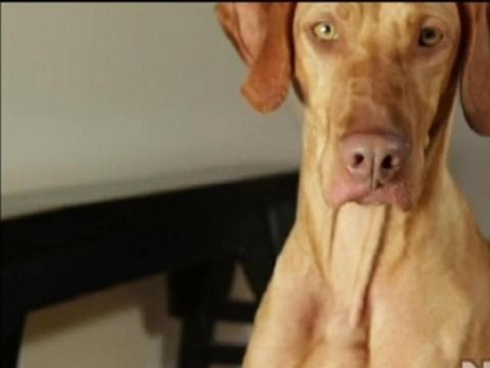 Animaux et plantes: les astuces de geek pour les vacances - 29/07