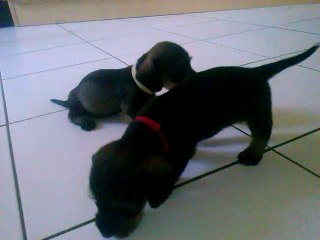 CHIOTS 1 MOIS ACK ET JAYA