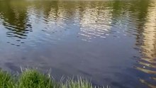البحيرة