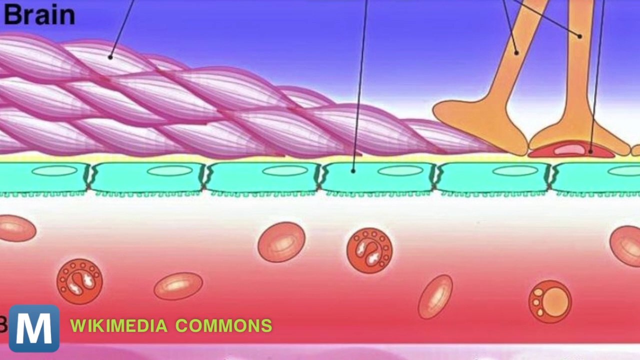Tiny Drug Molecules Could Fight Cancer in the Brain