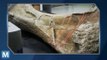 Researchers Revive Dinosaurs Using 3D Printing