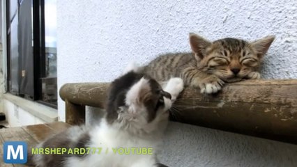 Viral Video Recap: Harlem Shake and Bub the Kitten