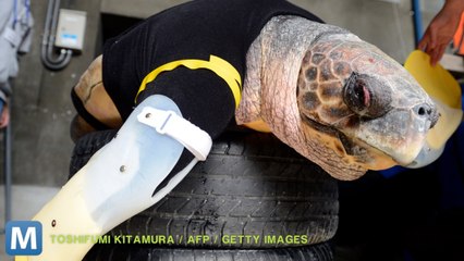 Sea Turtle Adapts to Life with Prosthetic Fins