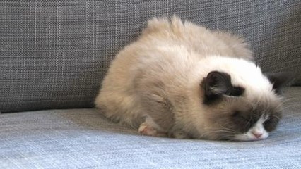 Grumpy Cat Does the Harlem Shake