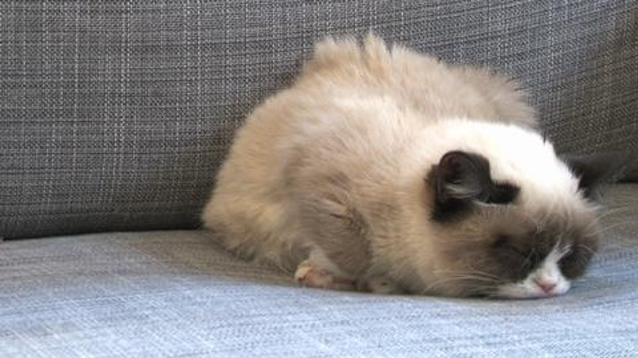 Grumpy Cat Does the Harlem Shake