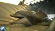 U.S. Navy Prepares Marine Mammal Phaseout