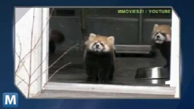 Viral Video Recap: Crafty Cats and Carol of the Basketballs