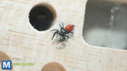 Spidernaut Nefertiti Returns to Earth from ISS