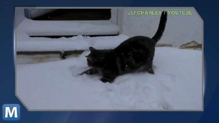 Viral Video Recap: Midcourt Craziness and Paint Fireworks