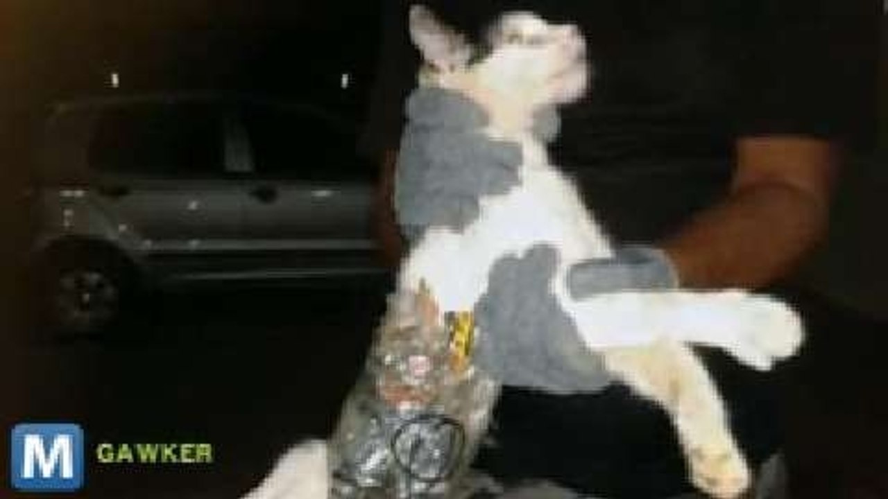 Cat Caught Attempting to Sneak Jailbreak Tools into Brazilian Prison