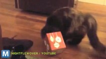 Viral Video Recap: Stuck Cats and Mischievous Toddlers