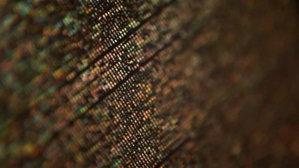 The Entire Human Genome Can be Inscribed on 5 CD-Sized Discs