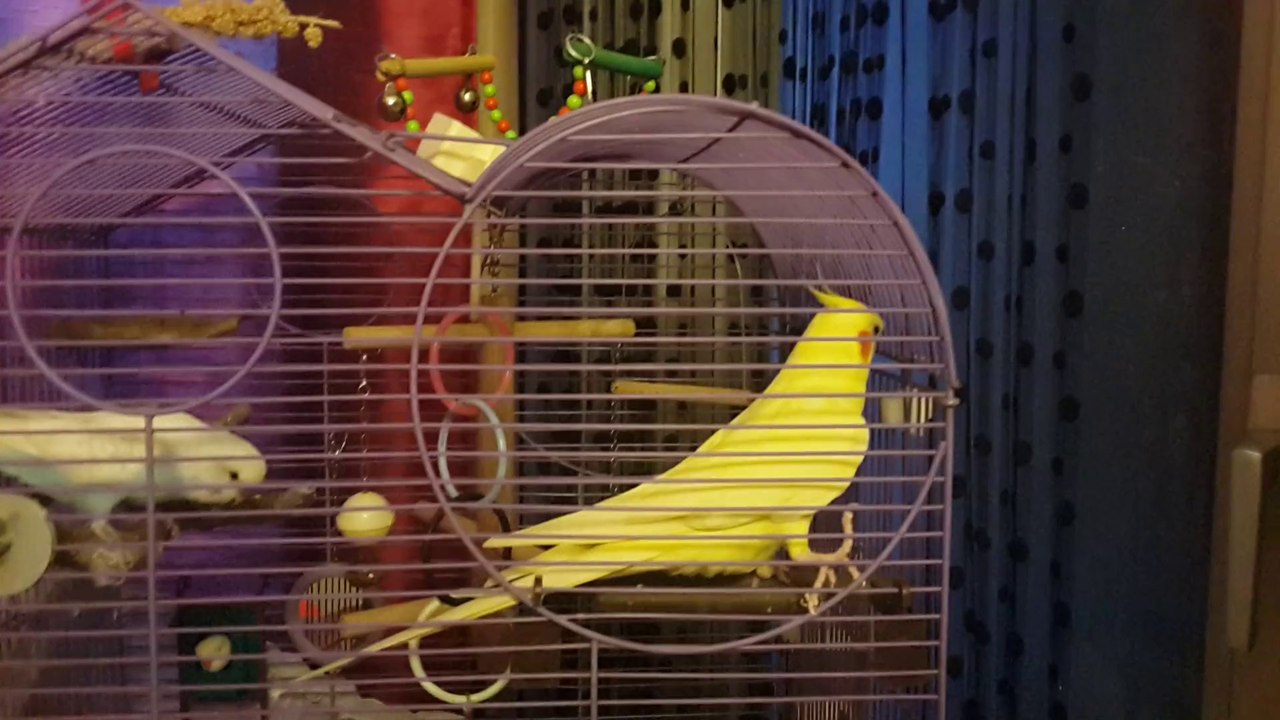 sultanımız ötüş