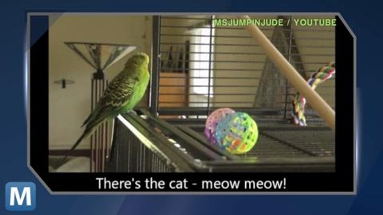 Viral Video Recap: Stuck Cats and Talking Budgerigars