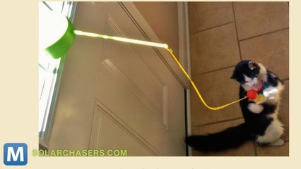 Let the sun Help Entertain Your cat