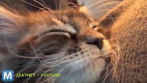 Viral Video Recap: Sleeping Kittens and The Free-Running Dead