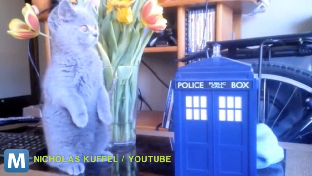 Viral Video Recap: Dr. Who Cats and Slow-mo Fireworks
