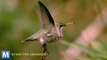 Stanford Students Capture Video Showing How Hummingbirds Fly