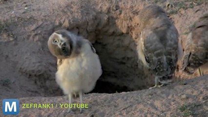 Viral Video Recap: Cat Songs and Owl Facts