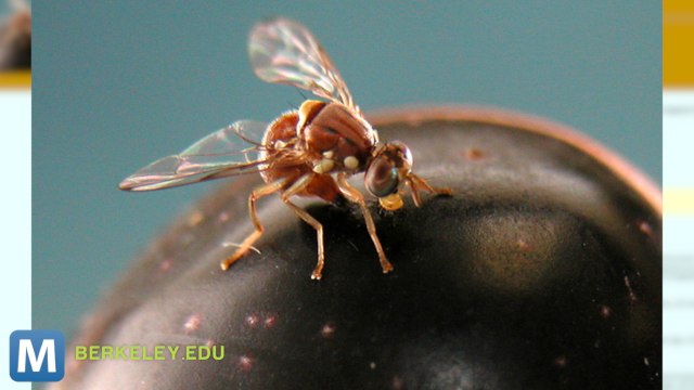 Oxitec’s Genetically Modified Flies Could Stop an Infestation