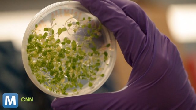 Genetically Engineered Yeast Being Used to Create Scents, Drugs