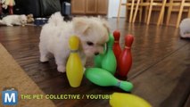 Viral Video Recap: The Cat-Box Constant and Bowling Dogs