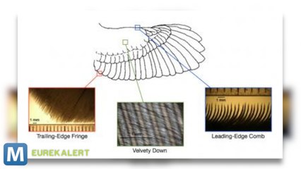 Scientists Cracking the Code of Silent owl Wings