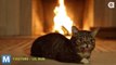 Viral Video Recap: Lil Bub’s Yule Log and Holiday Greetings from Chuck Norris