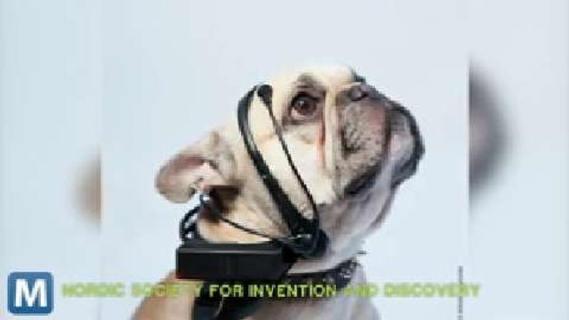 Tech Aims to Translate Dogs’ Thoughts into Words