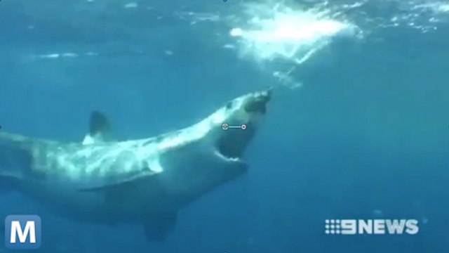 Australian Officials Now Using Twitter to Post Shark Warnings