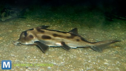 Shark Research Could Inspire Treatment for Humans with Poor Immunities