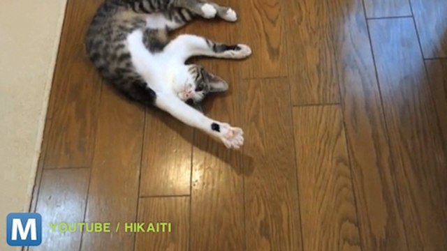 Viral Video Recap: Flexible Cats and Understanding Football