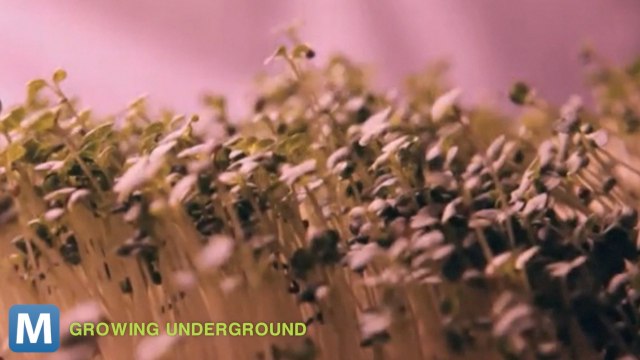 Growing Underground Hides Fresh Produce Way Below Street Level