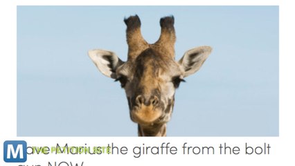 Copenhagen Zoo Puts Down Healthy Giraffe