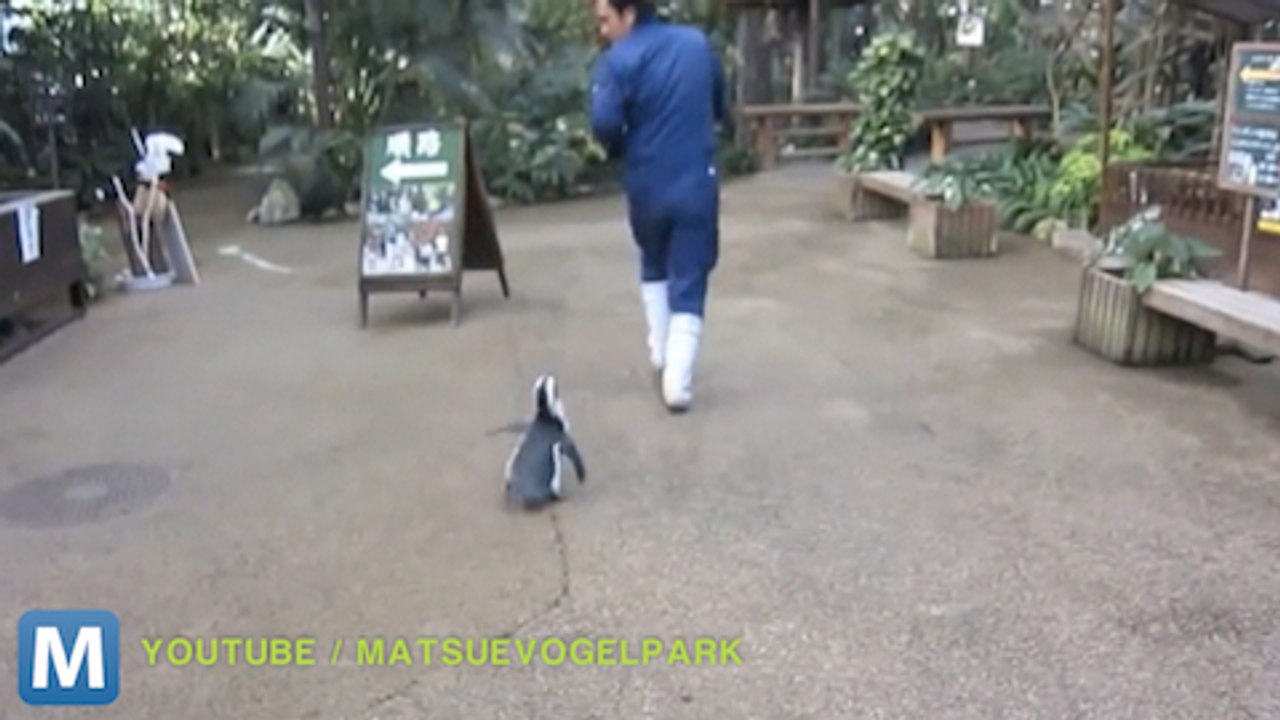 Viral Video Recap: Self-Propelled Goldfish and The Human Yarn Ball