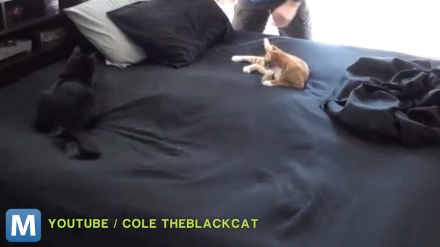 Viral Video Recap: Helpful Cats and Snowy Missteps