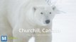Google Street View Surveys Polar Bears in Canada