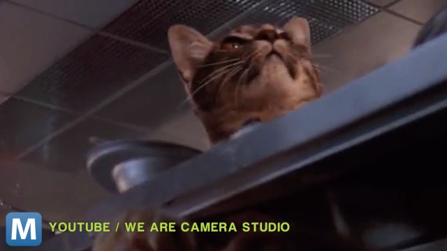 Viral Video Recap: Raptor-Size Cats and Differences Between Dogs