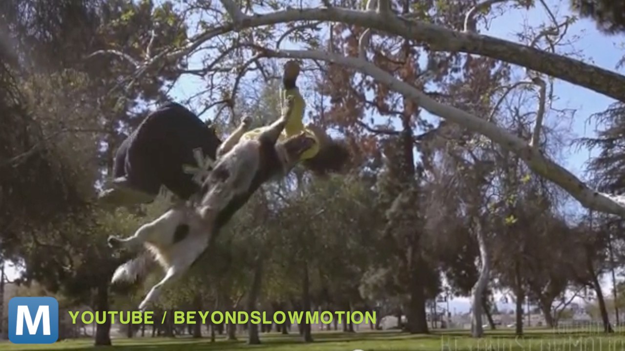 Viral Video Recap: Hunting Eggs and Shrinking Peeps