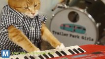 Viral Video Recap: the Return of Keyboard Cat and Morgan Freeman on Helium