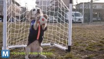 Viral Video Recap: World Cup Beagles and Dad Dance Moves